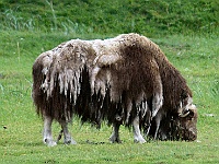 DSC 6237 adj  Muskox